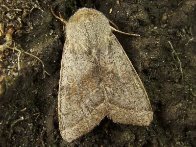 Orthosia (Cororthosia) opima