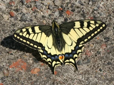 Papilio (Papilio) machaon