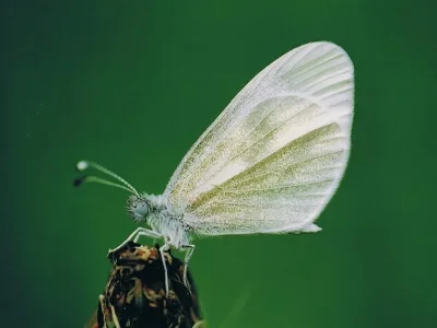 Leptidea sinapis
