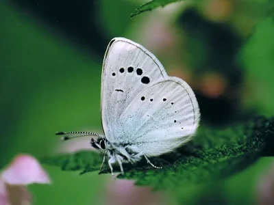 Glaucopsyche alexis