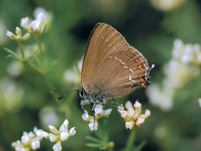 Satyrium (Nordmannia) ilicis