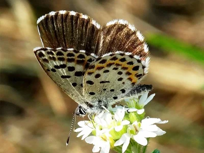 Scolitantides (Scolitantides) orion