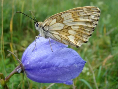Melanargia (Melanargia) galathea