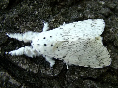 Cerura (Apocerura) erminea