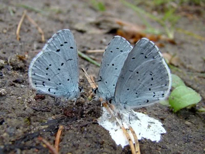 Celastrina (Celastrina) argiolus