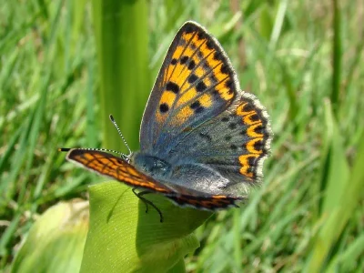 Lycaena (Heodes) tityrus
