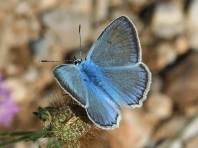 Polyommatus (Meleageria) daphnis