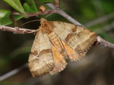 Synthymia fixa