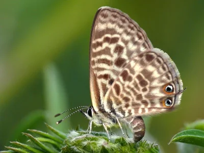 Leptotes pirithous