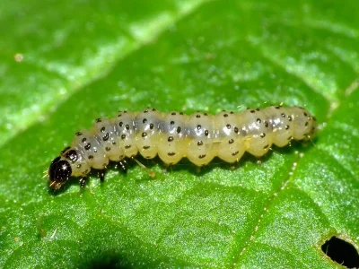 Argyresthia (A.) retinella