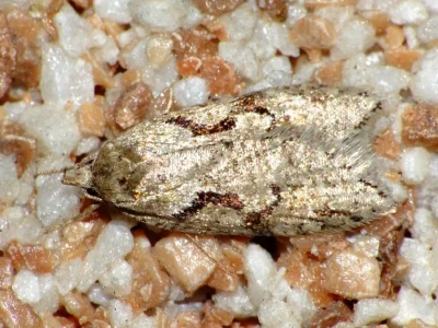 Semioscopis steinkellneriana