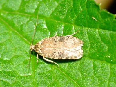 Agonopterix propinquella