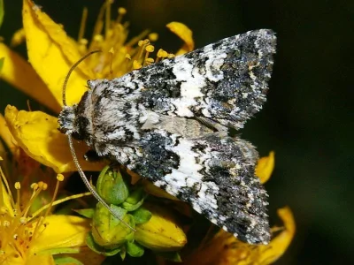 Hadena (Hadena) compta