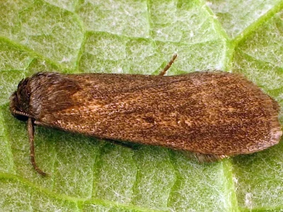 Gracilathetis lepigone