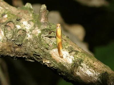 Caloptilia alchimiella