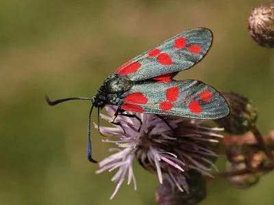 Zygaena (Zygaena) filipendulae