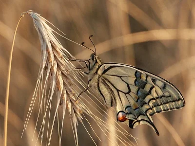 Papilio (Papilio) machaon