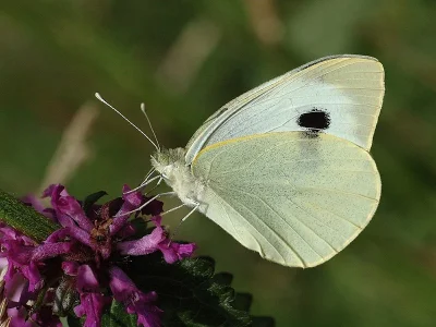 Pieris (Pieris) brassicae