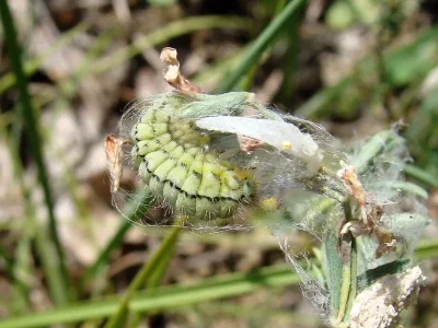 Zygaena (Agrumenia) occitanica