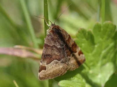 Euclidia (Euclidia) glyphica