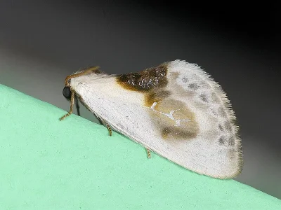 Cilix glaucata