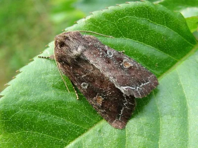 Lacanobia (Diataraxia) oleracea