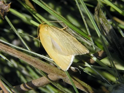 Zelotherses paleana