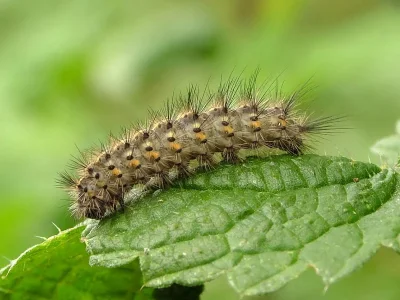 Phragmatobia fuliginosa