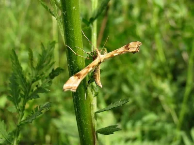 Gillmeria ochrodactyla