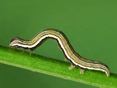 Euclidia (E.) glyphica