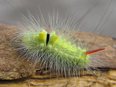 Calliteara pudibunda