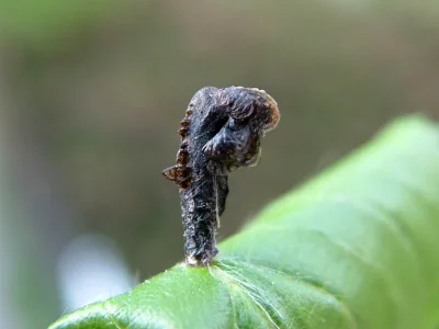 Coleophora anatipennella