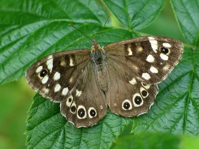 Pararge aegeria