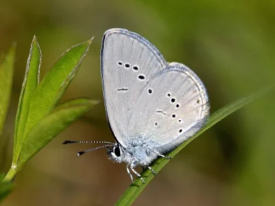 Cupido (Cupido) minimus