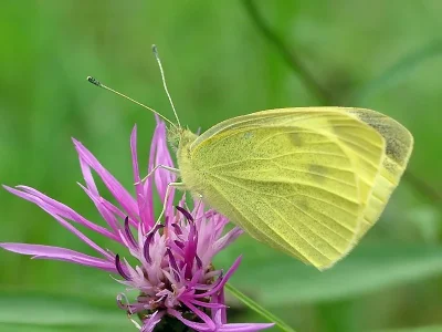 Pieris (Artogeia) rapae