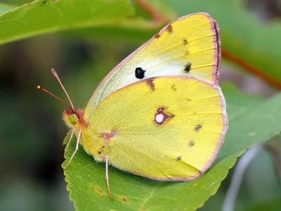 Colias hyale