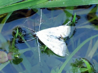 Cataclysta lemnata