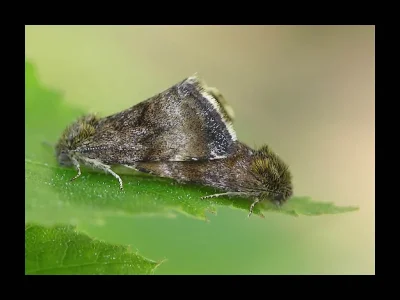 Panemeria tenebrata
