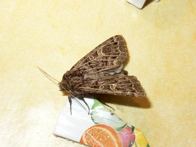 Tholera decimalis