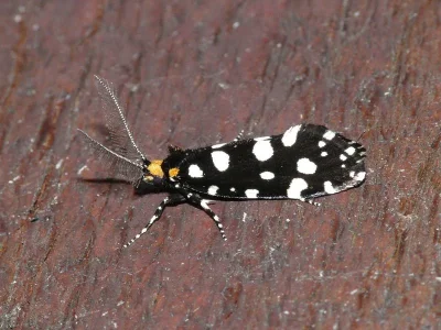 Euplocamus anthracinalis