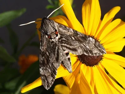 Agrius convolvuli