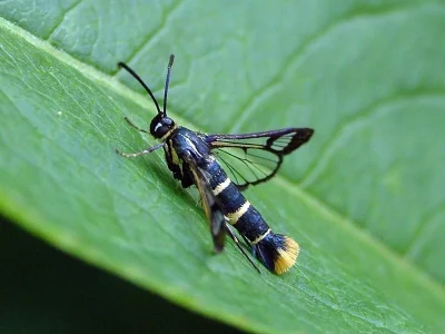 Synanthedon cephiformis