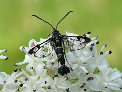 Synanthedon cephiformis