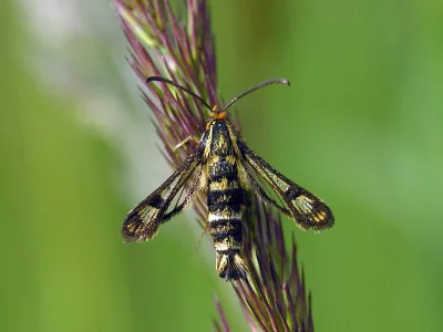 Chamaesphecia (Chamaesphecia) empiformis