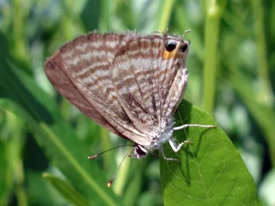 Lampides boeticus