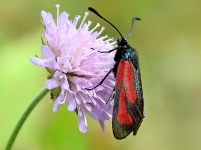 Zygaena (Mesembrynus) purpuralis