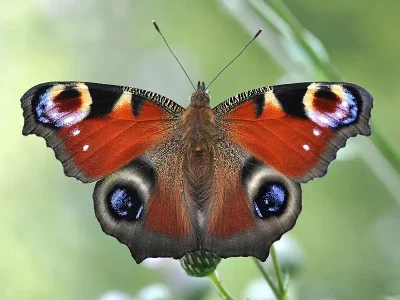 Aglais io