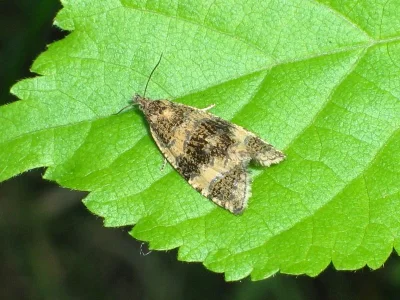 Phiaris metallicana