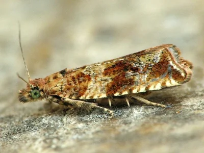 Celypha cespitana