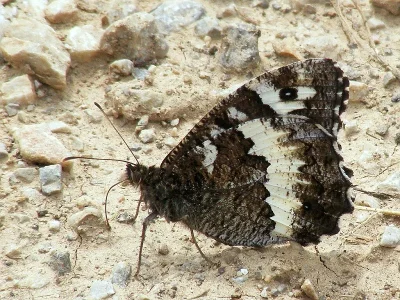 Brintesia circe